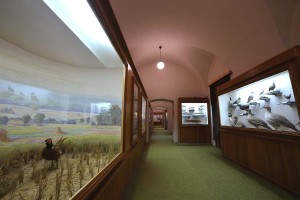 Vlastivedné múzeum v Hlohovci - Prírodovedná expozícia