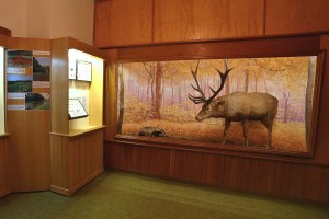 Vlastivedné múzeum v Hlohovci - Prírodovedná expozícia